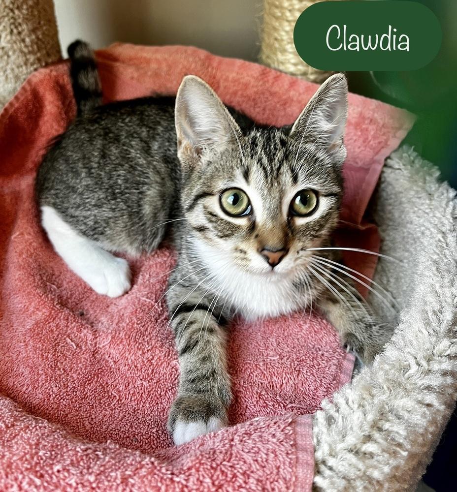 Clawdia, a Adoptable Domestic Short Hair in Chalfont, PA image 2/6