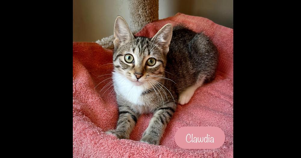 Enlarge Clawdia, a Adoptable Domestic Short Hair in Chalfont, PA image 1/6