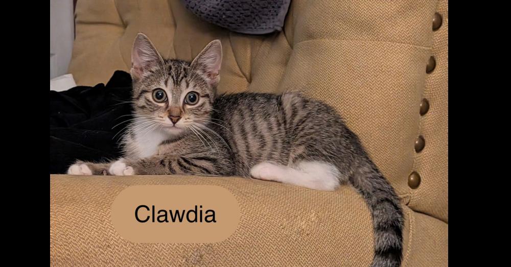Clawdia, a Adoptable Domestic Short Hair in Chalfont, PA image 3/6