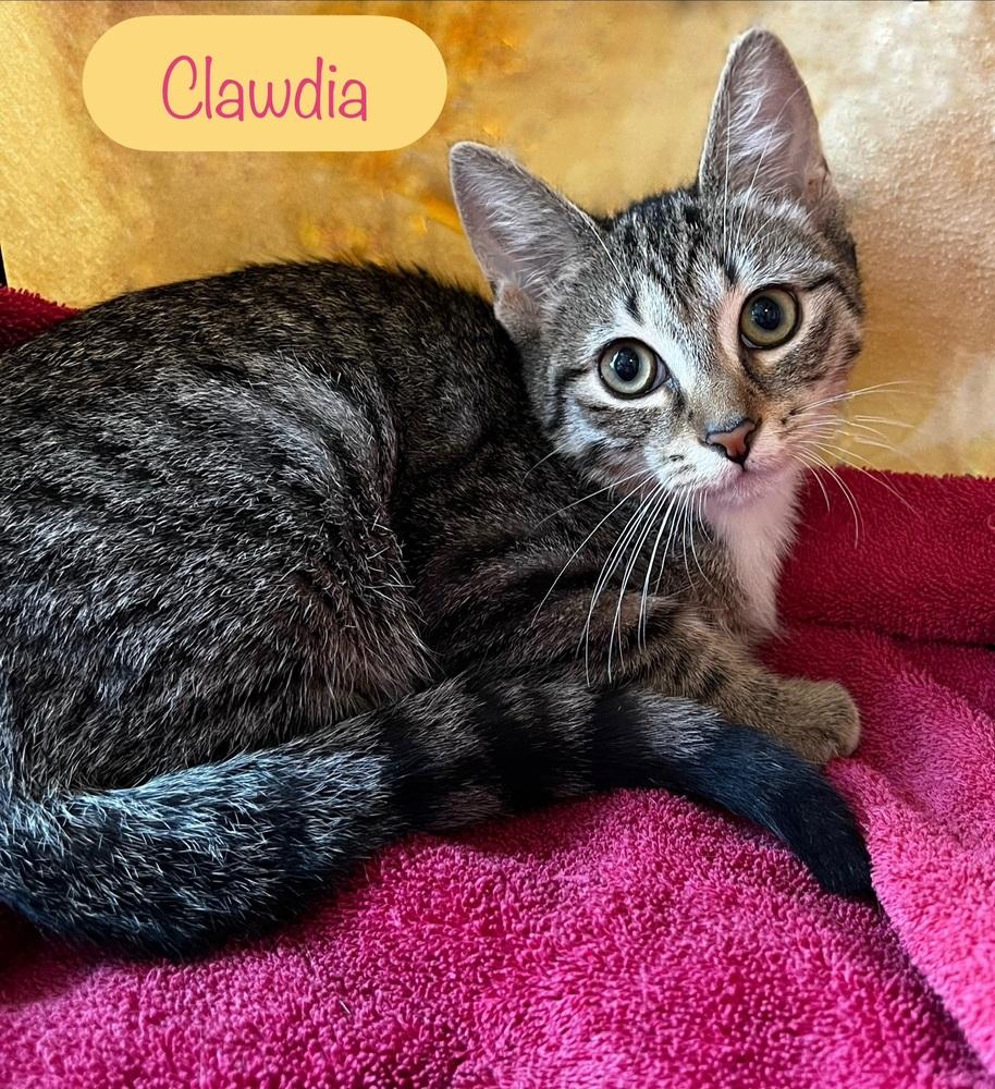 Clawdia, a Adoptable Domestic Short Hair in Chalfont, PA image 4/6