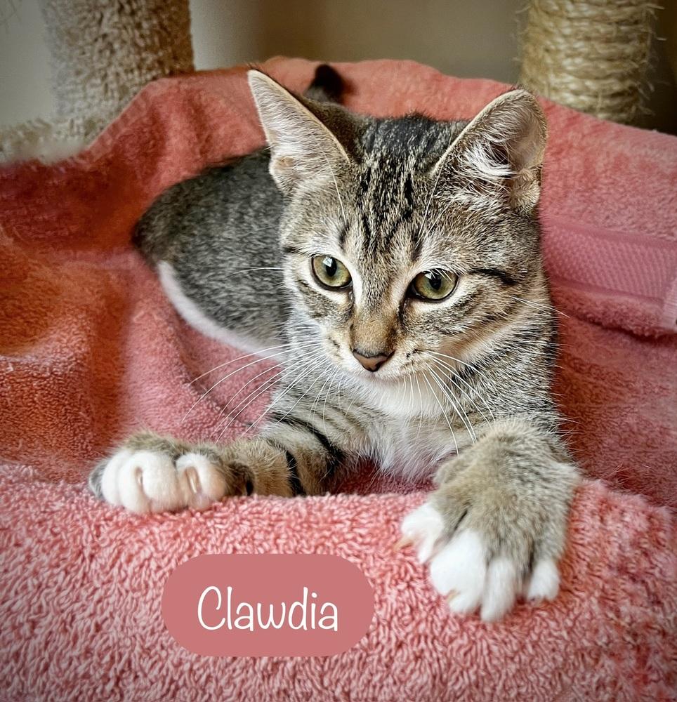Clawdia, a Adoptable Domestic Short Hair in Chalfont, PA image 5/6