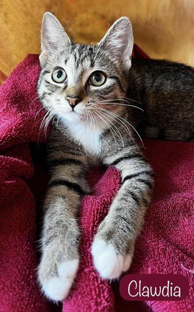 Clawdia, a Adoptable Domestic Short Hair in Chalfont, PA image 6/6
