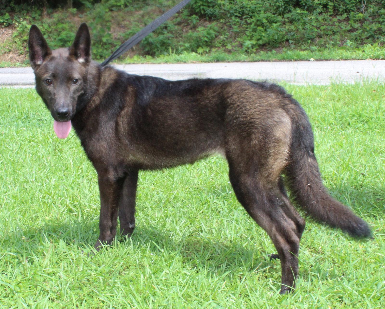 Shepie 43793, Adoptable, Young Female Shepherd & Husky.