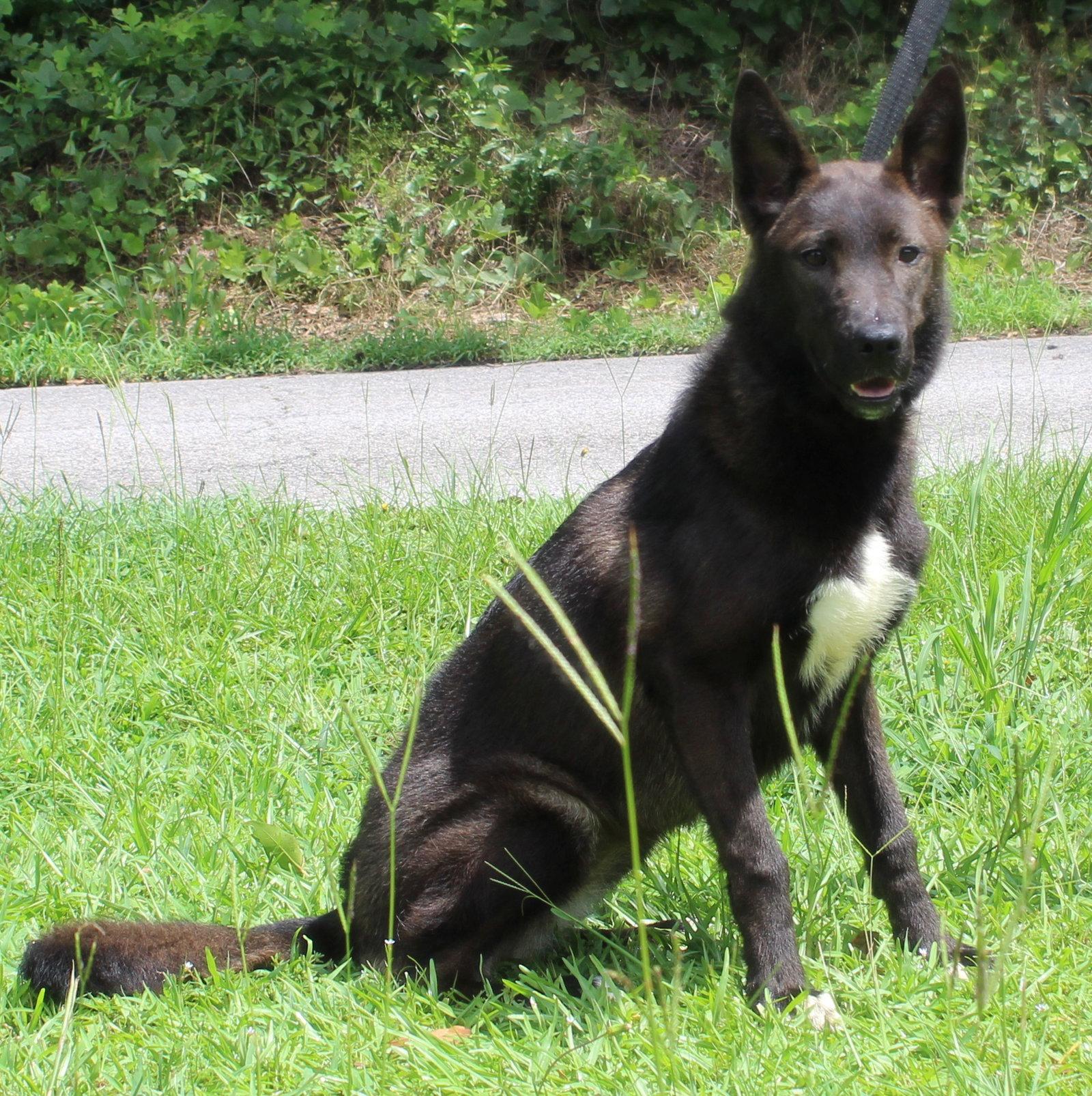 Enlarge Shepie 43793, a Adoptable mixed breed in Prattville, AL image 2/3