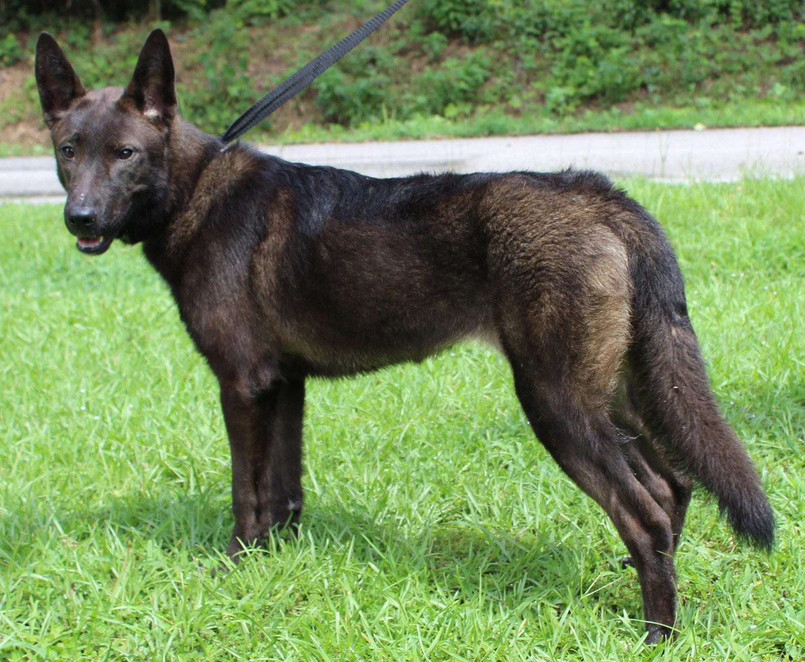 Enlarge Shepie 43793, a Adoptable mixed breed in Prattville, AL image 3/3