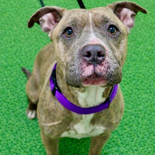 Enlarge Janet, a ADOPTABLE mixed breed in Battle Creek, MI image 1/1