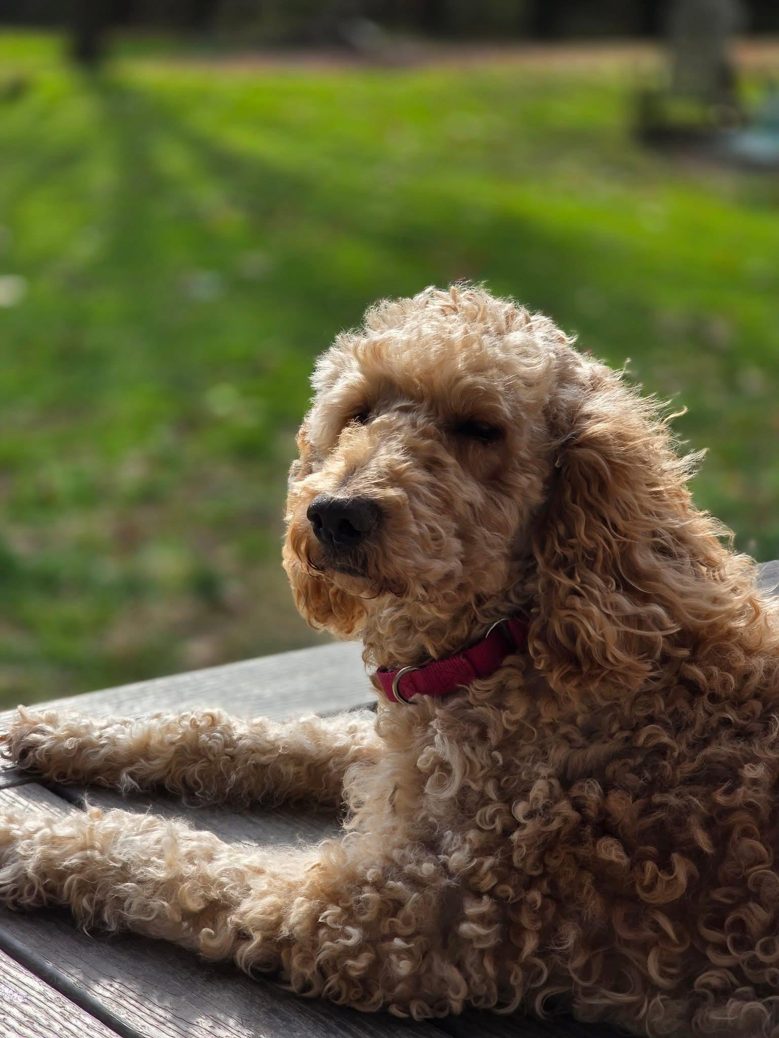 Harley Bear, Adoptable, Senior Female Golden Retriever & Goldendoodle.