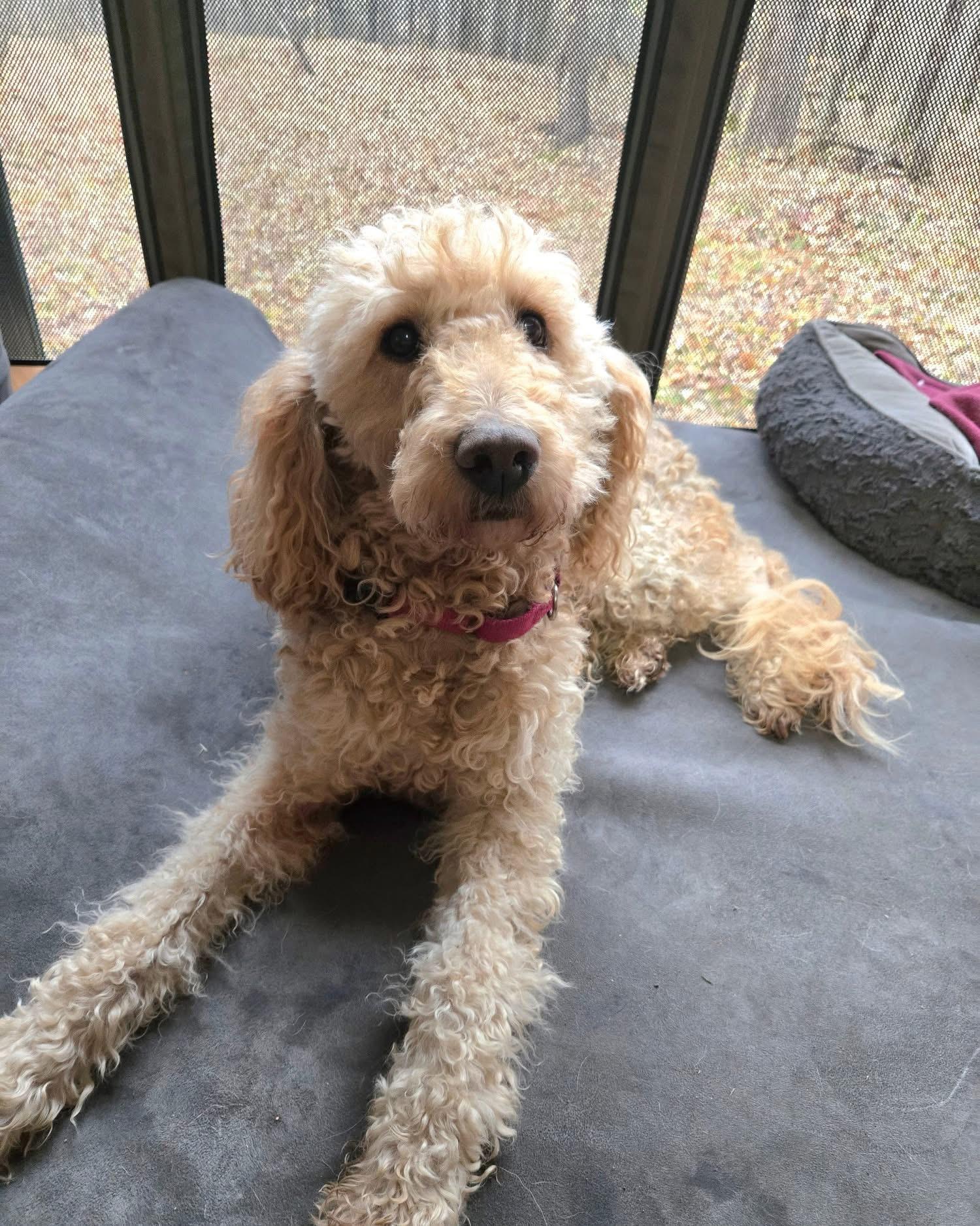 Enlarge Harley Bear, a Adoptable mixed breed in Friendship, NY image 2/6