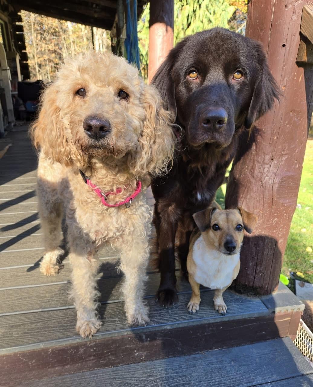 Enlarge Harley Bear, a Adoptable mixed breed in Friendship, NY image 3/6