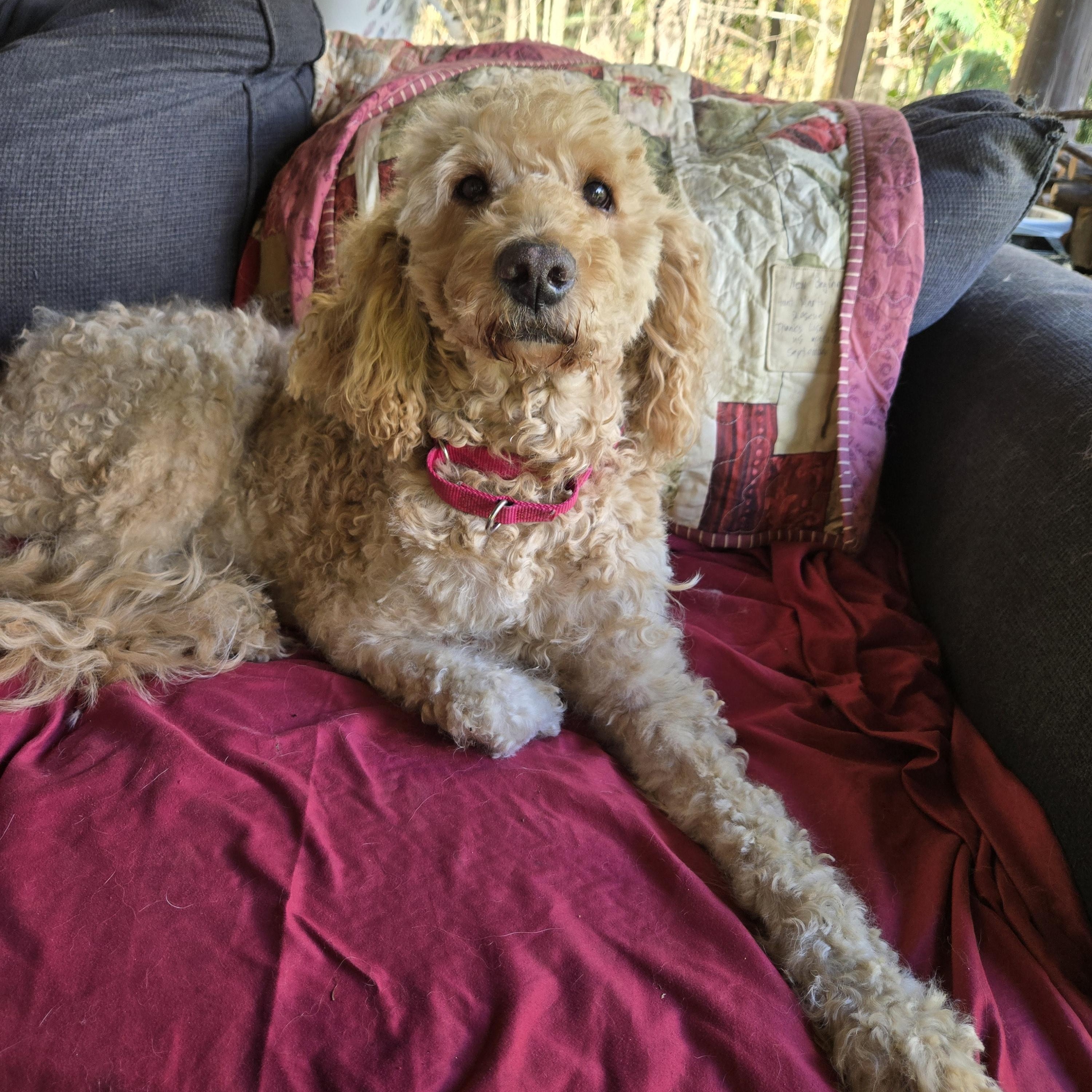 Enlarge Harley Bear, a Adoptable mixed breed in Friendship, NY image 4/6