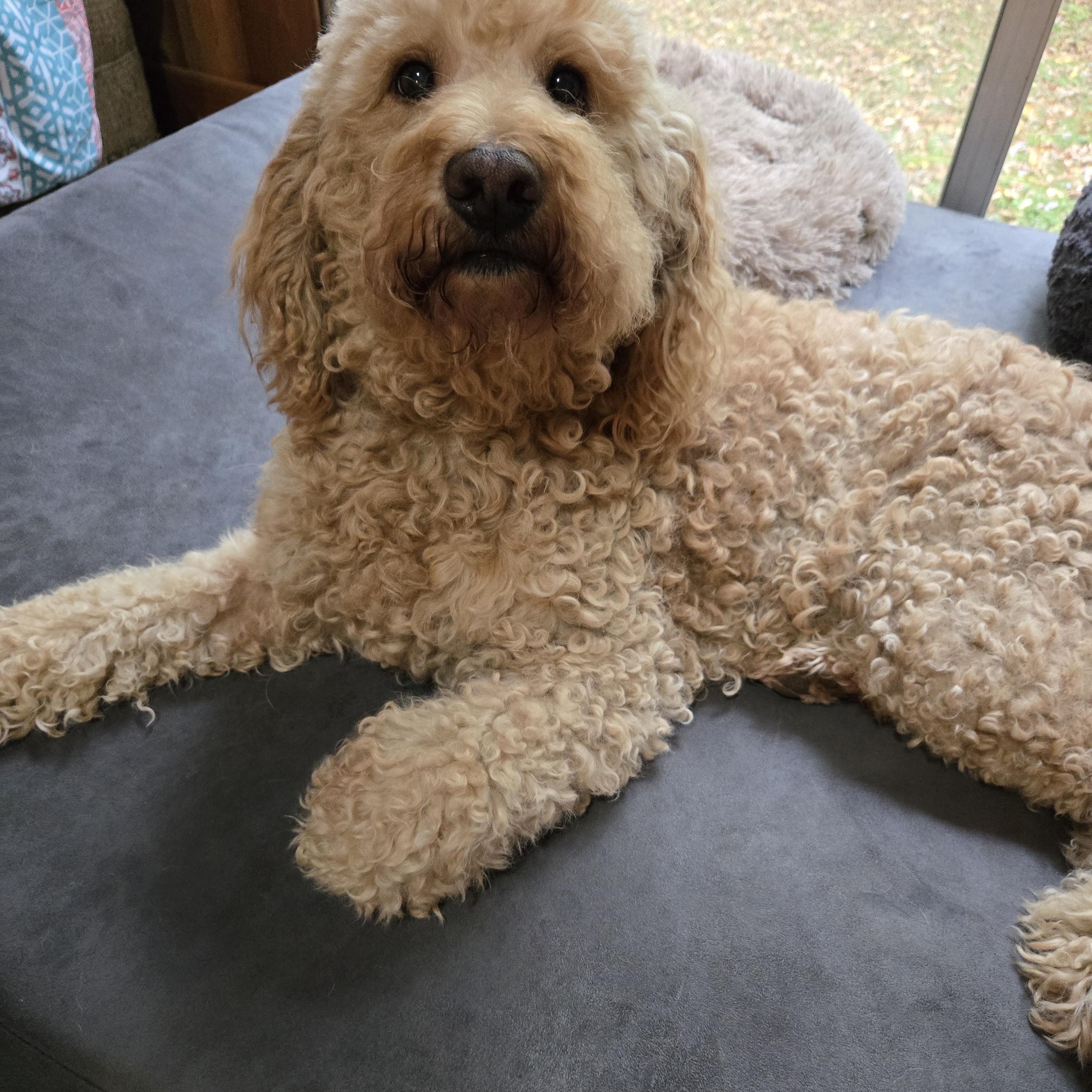 Enlarge Harley Bear, a Adoptable mixed breed in Friendship, NY image 5/6