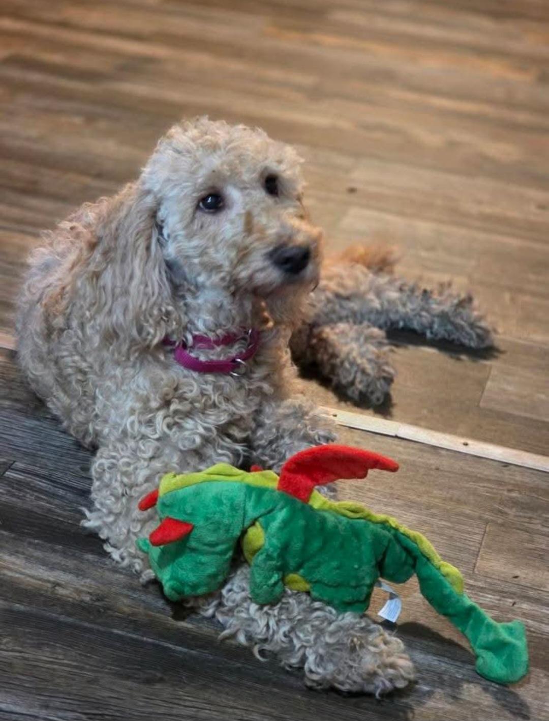 Enlarge Harley Bear, a Adoptable mixed breed in Friendship, NY image 6/6