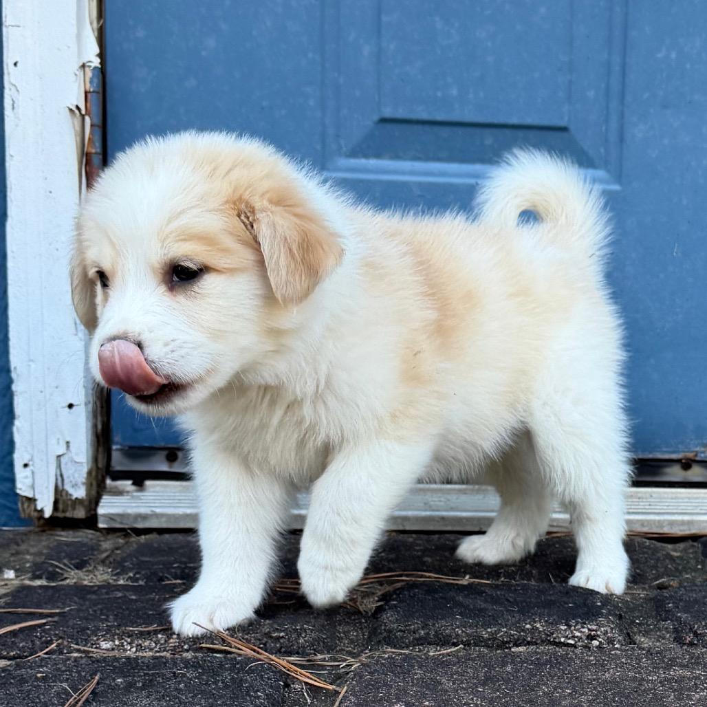 Apple (in PA), Adoptable, Puppy Male Mixed Breed.