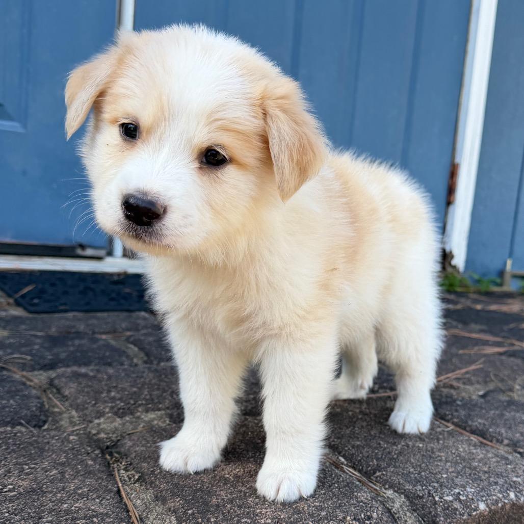 Enlarge Apple (in PA), a Adoptable Mixed Breed in Shoemakersville, PA image 2/6