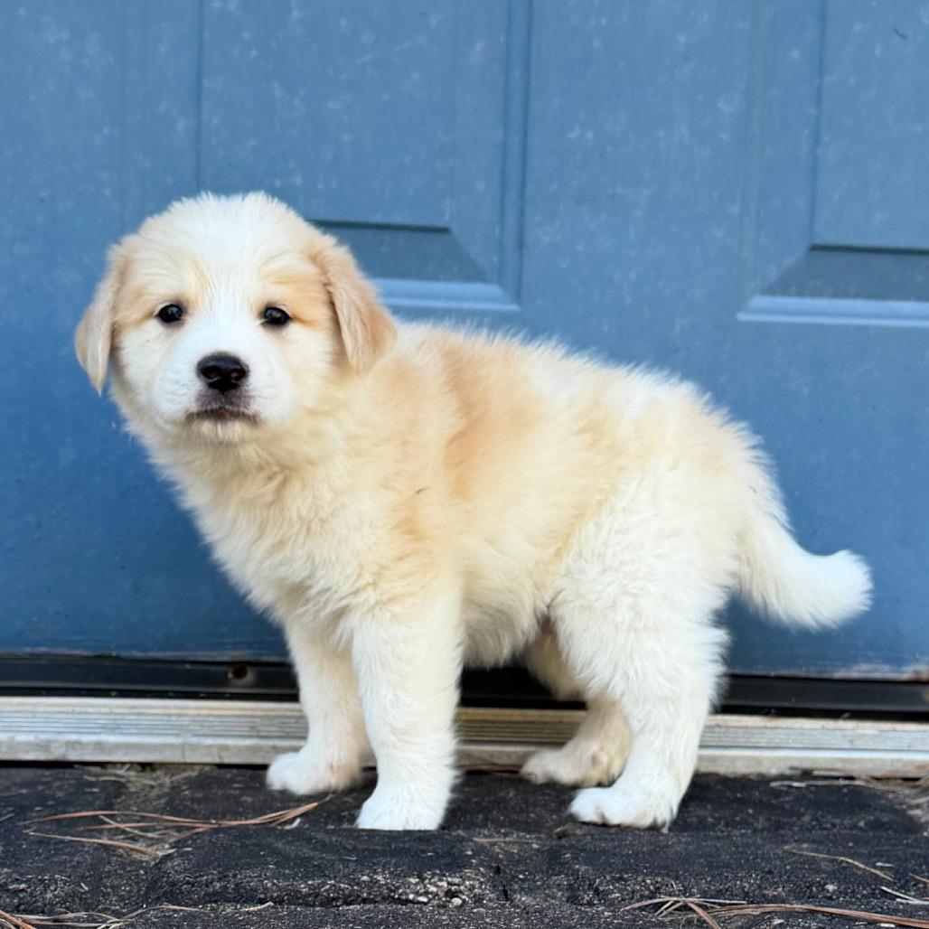 Enlarge Apple (in PA), a Adoptable Mixed Breed in Shoemakersville, PA image 3/6