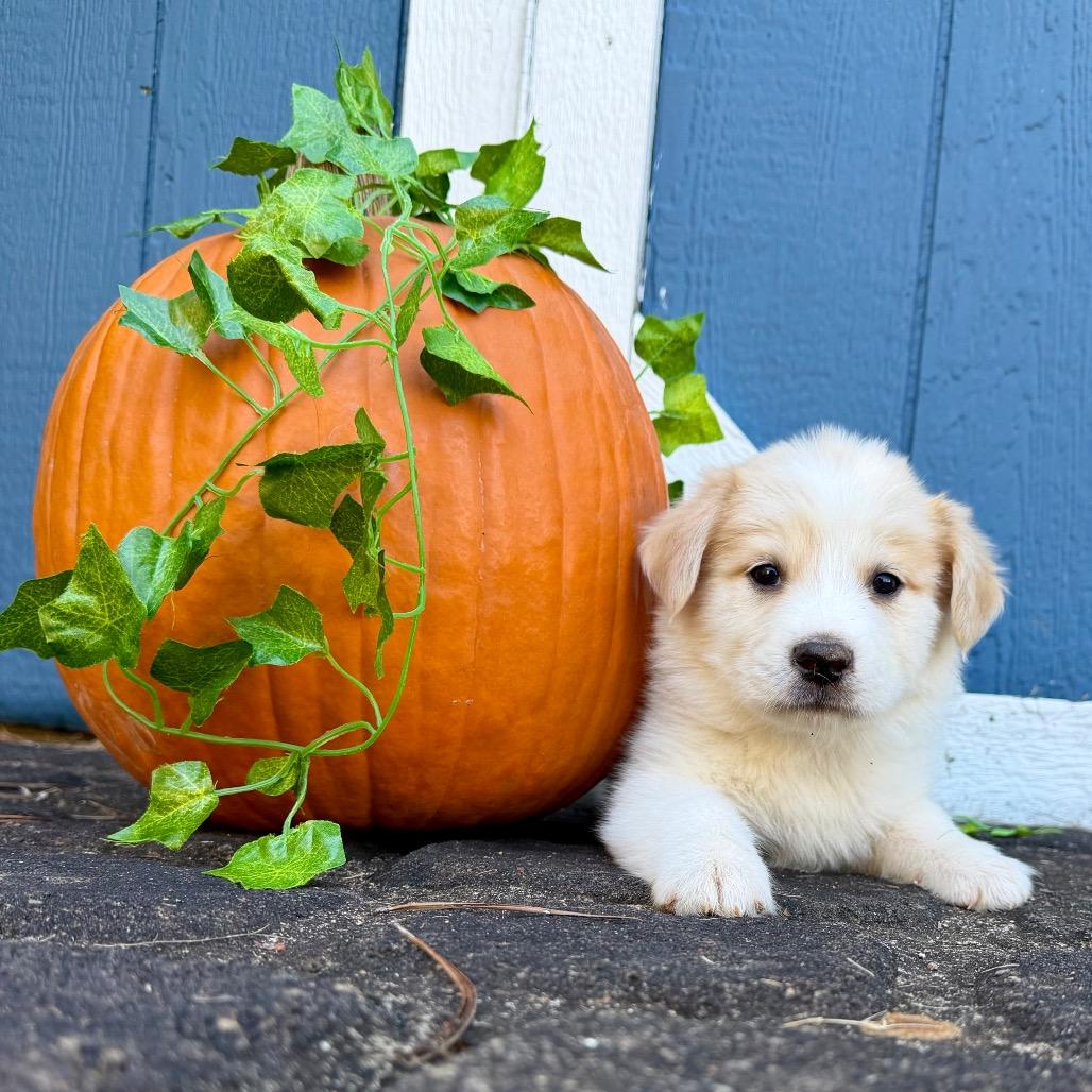 Enlarge Apple (in PA), a Adoptable Mixed Breed in Shoemakersville, PA image 4/6