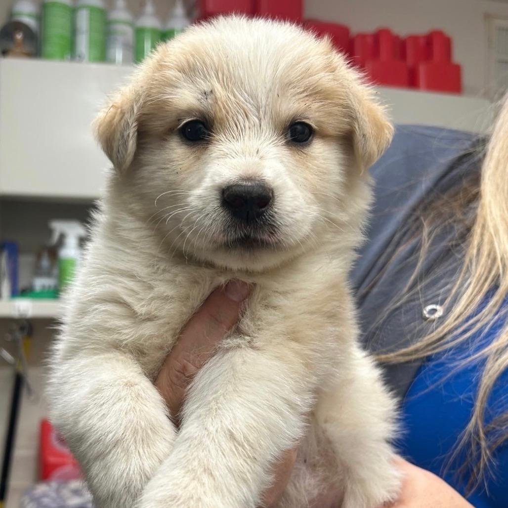 Enlarge Apple (in PA), a Adoptable Mixed Breed in Shoemakersville, PA image 5/6