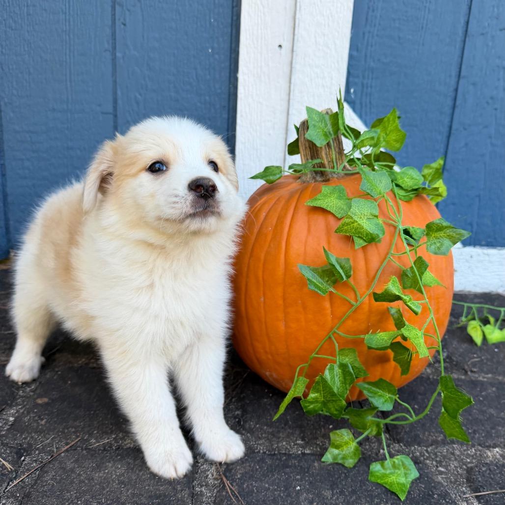 Enlarge Apple (in PA), a Adoptable Mixed Breed in Shoemakersville, PA image 6/6