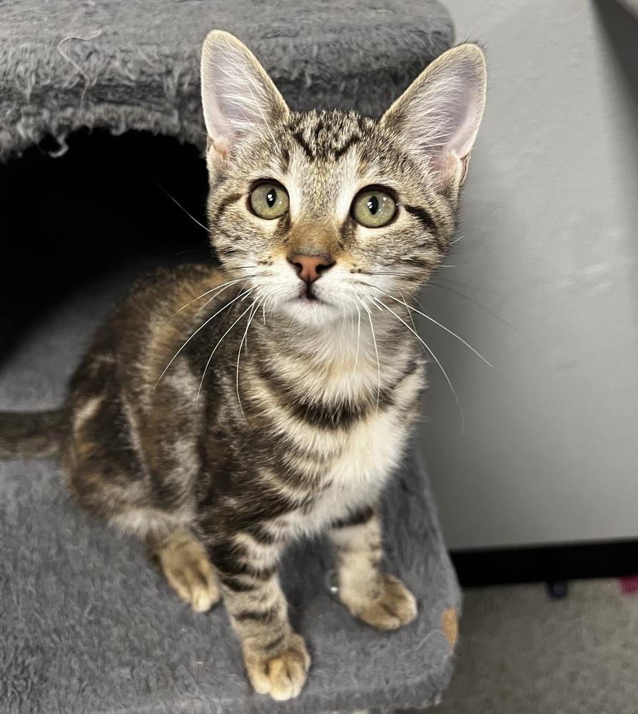 Minnow, Adoptable, Kitten Female Domestic Medium Hair & Tabby.