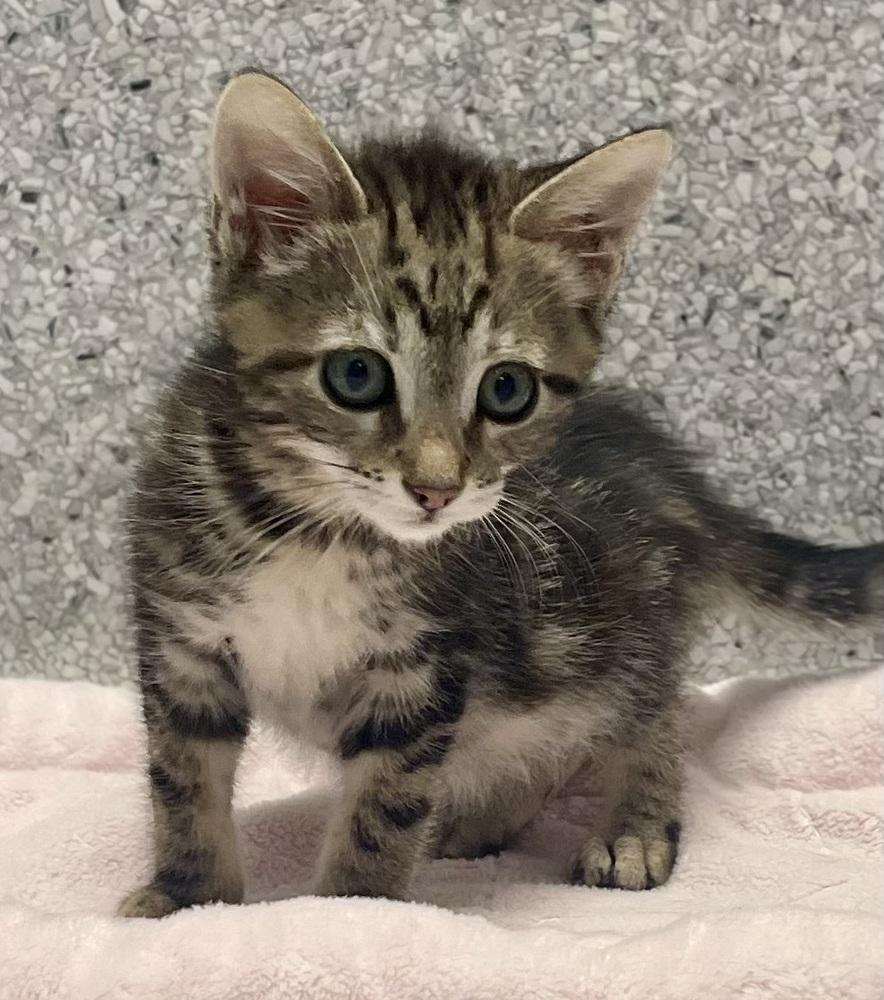 Enlarge Minnow, a Adoptable mixed breed in Jamestown, CA image 2/2