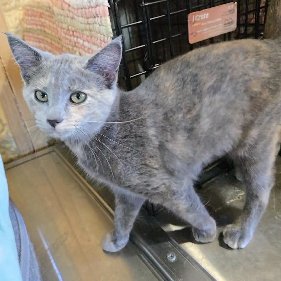 Roxie, Adoptable, Kitten Female Domestic Short Hair.