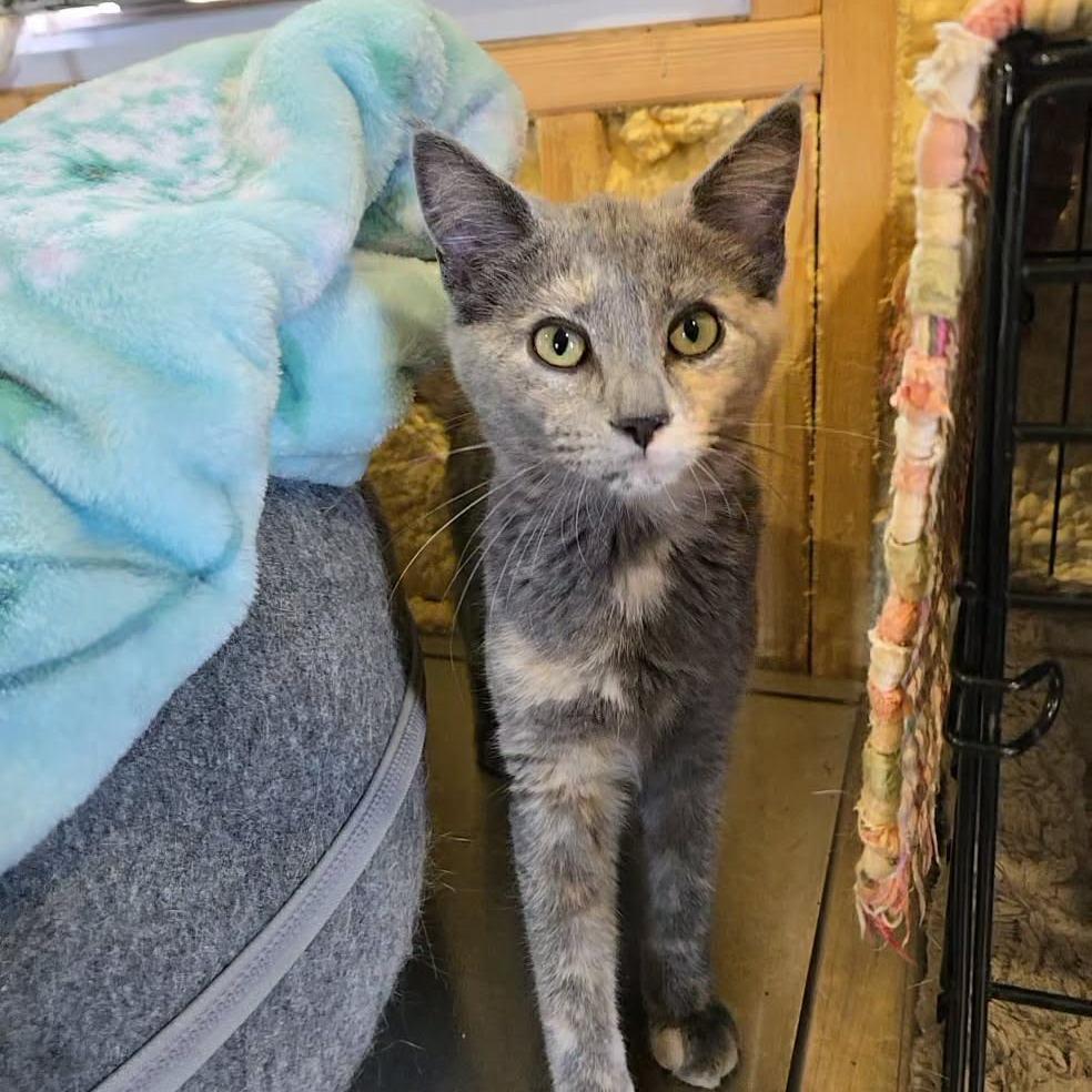 Roxie, a Adoptable Domestic Short Hair in Park Falls, WI image 2/2