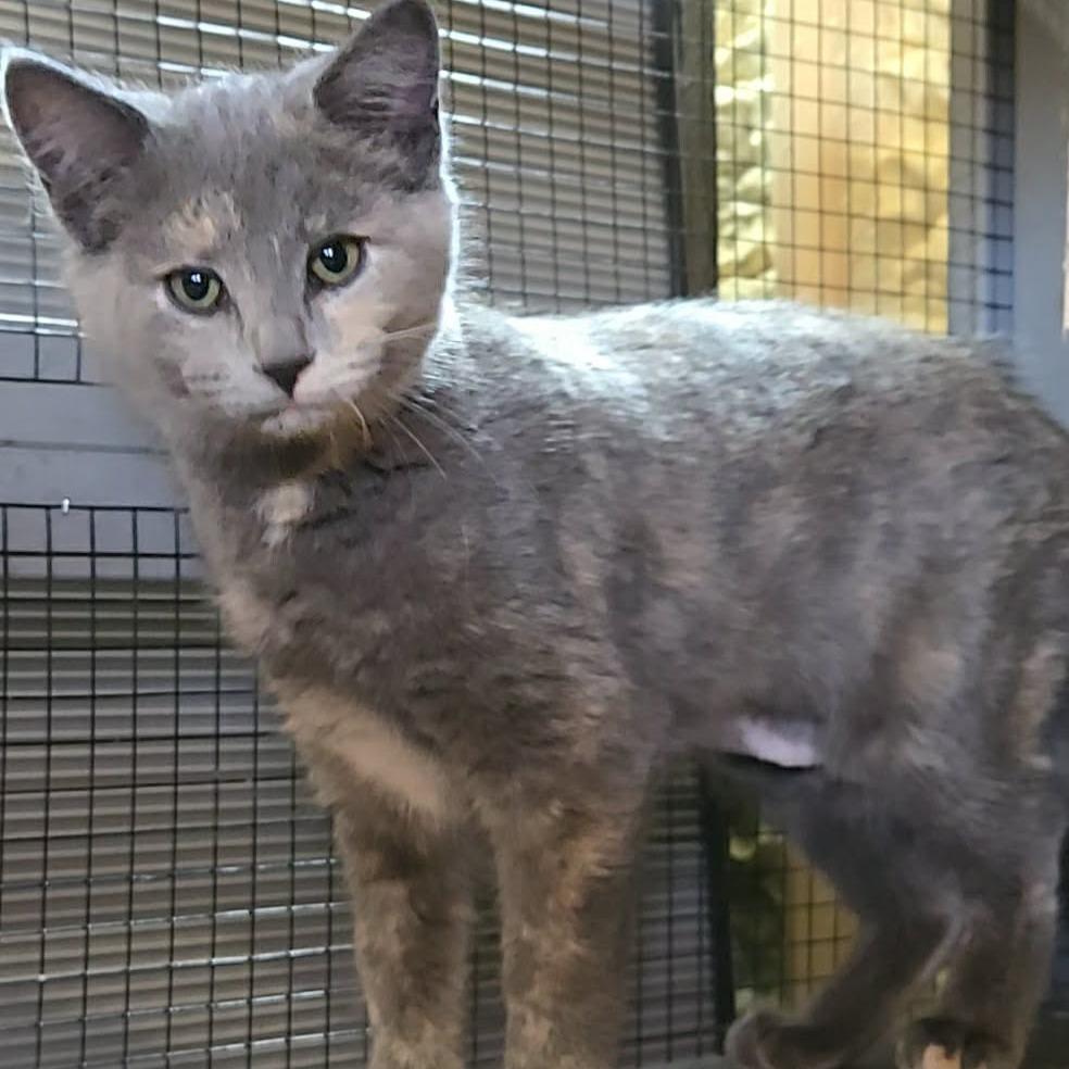 Roxie, Adoptable, Kitten Female Domestic Short Hair.