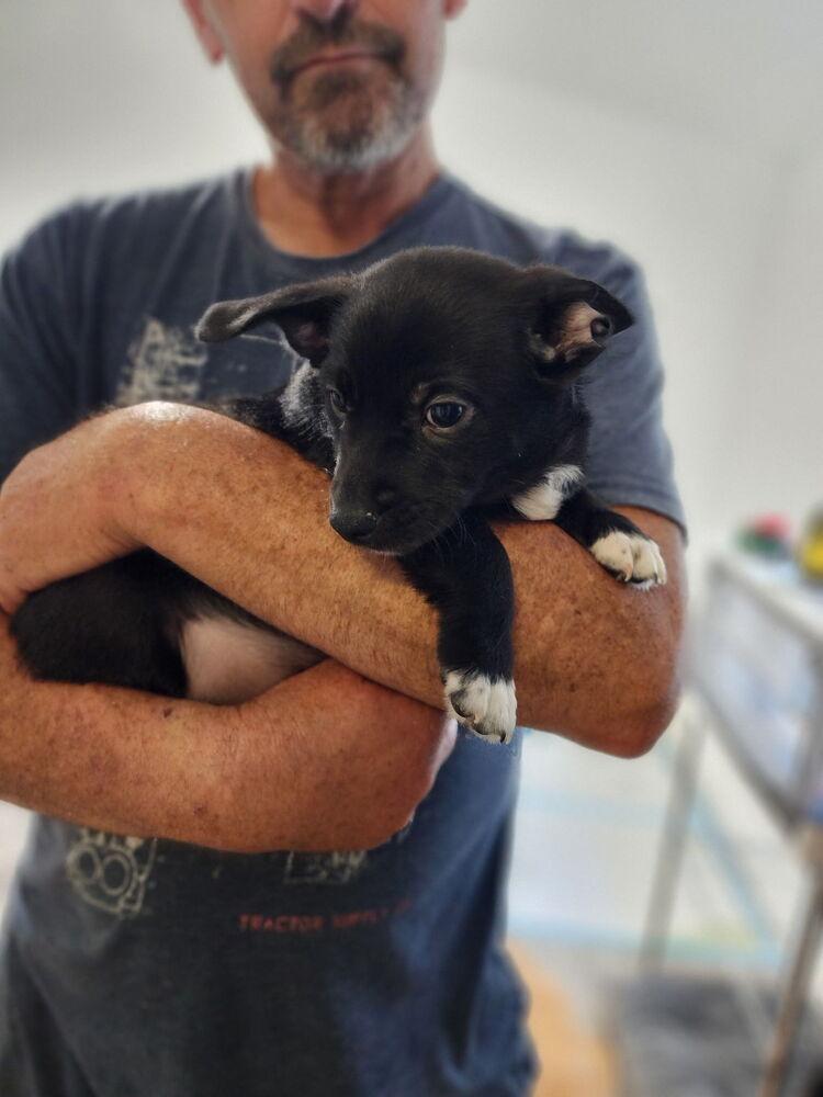 Prince Harry, Adoptable, Puppy Male Corgi & Pug.