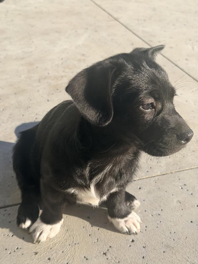 Enlarge Prince Harry, a Adoptable mixed breed in Windsor, CA image 2/3