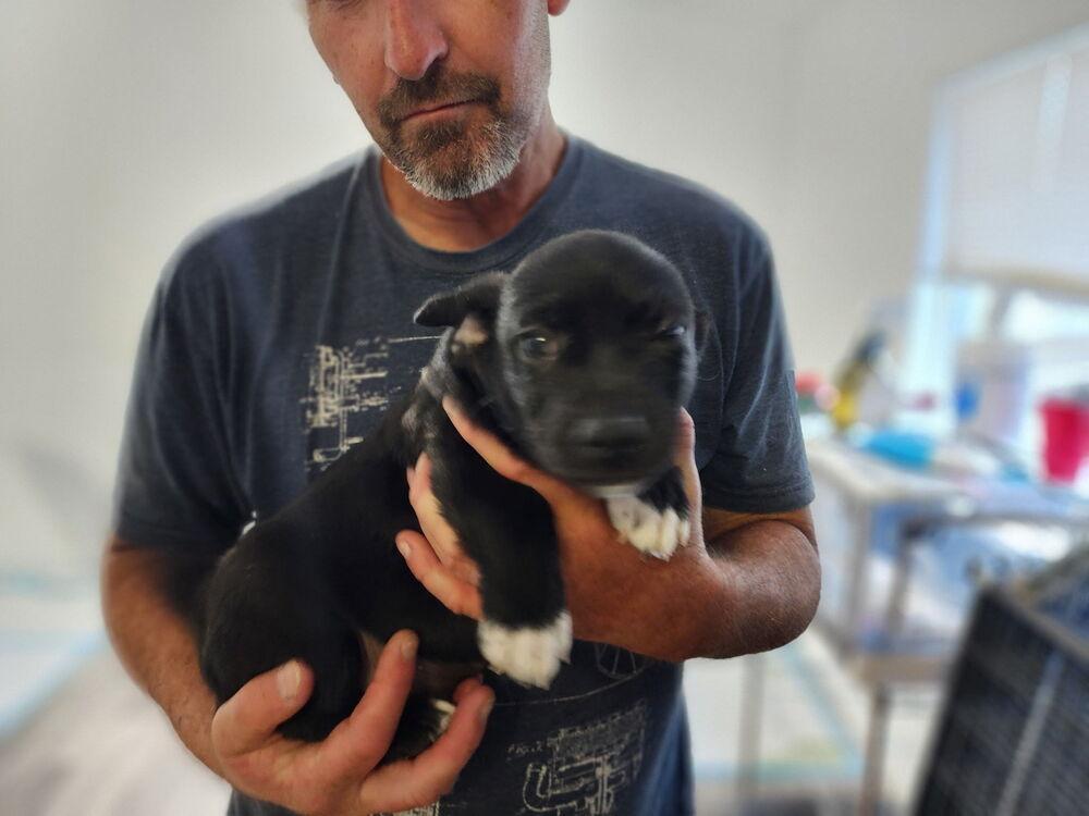 Prince Harry, a Adoptable mixed breed in Windsor, CA image 2/2