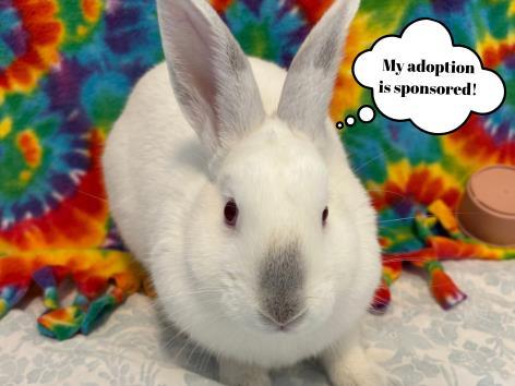 PEPPERMINT*, Adoptable, Young Male Bunny Rabbit.