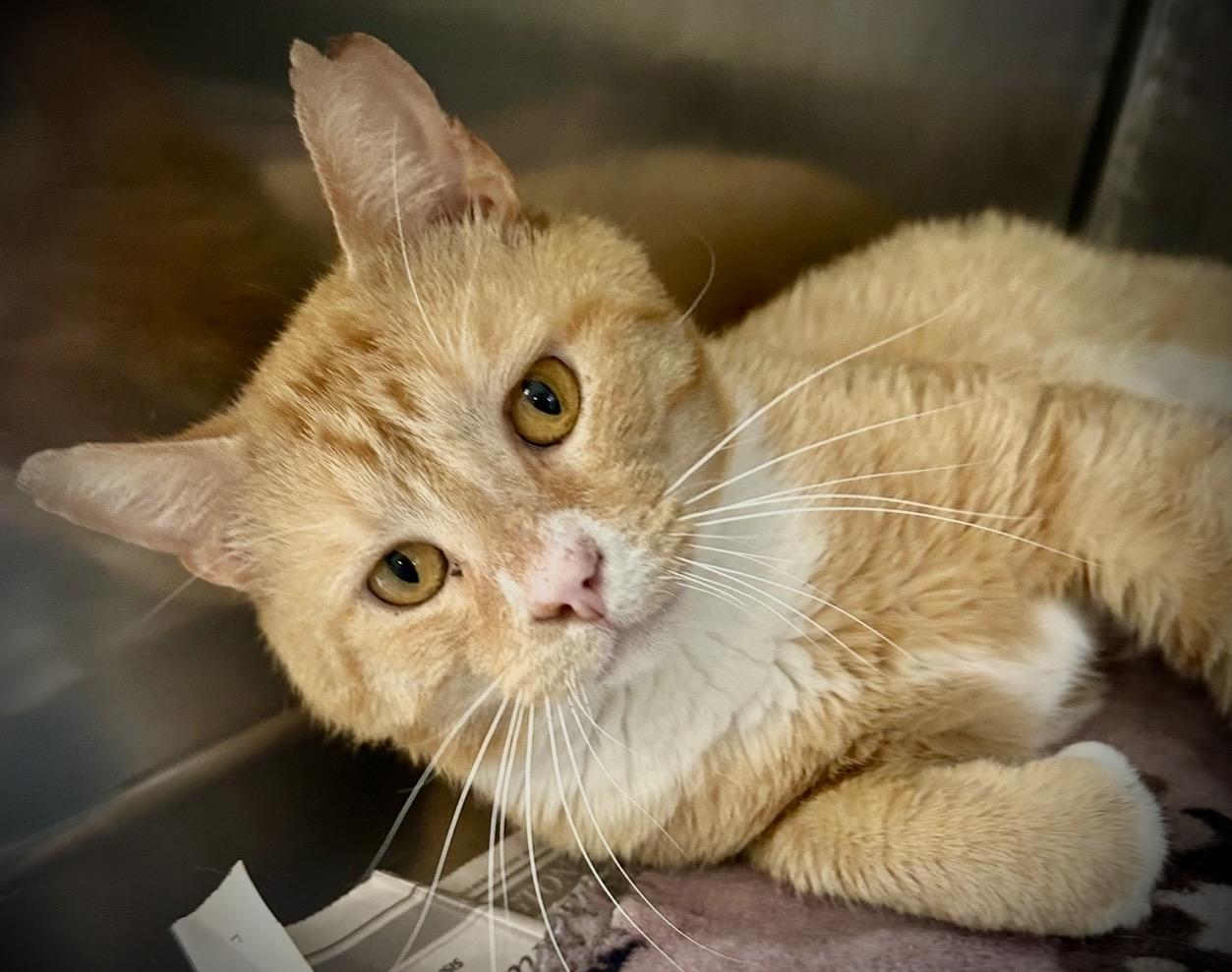 Wyatt, an adopted Domestic Short Hair in Buffalo, NY image 2/2