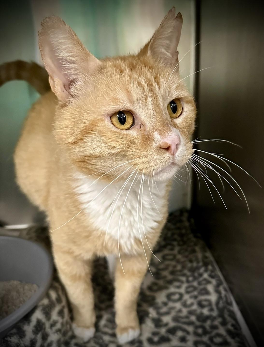 Wyatt, adopted, Young Male Domestic Short Hair.