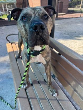 Maddox, a Adoptable Pit Bull Terrier in Philadelphia, PA image 3/4