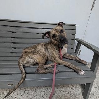 Maddox, Adoptable, Adult Male Pit Bull Terrier.
