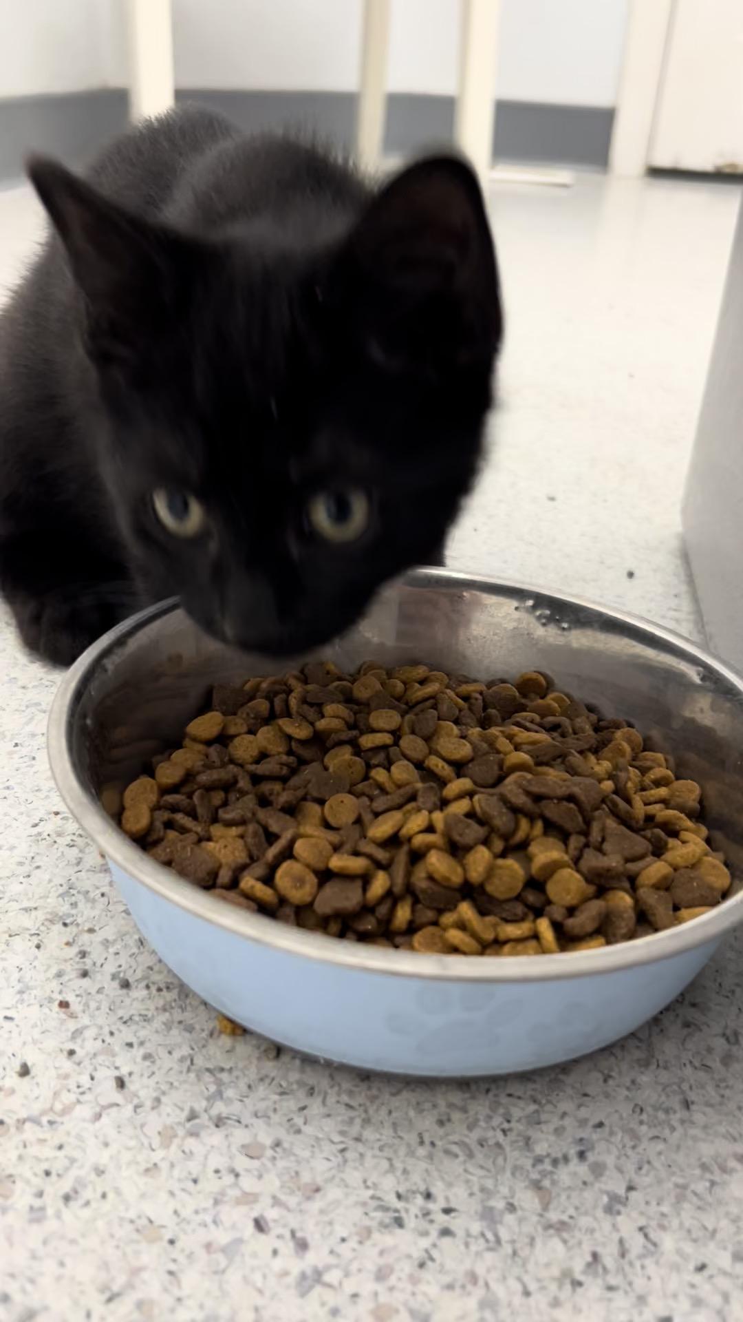 Enlarge Aries, a Adoptable Domestic Short Hair in Gaithersburg, MD image 1/1