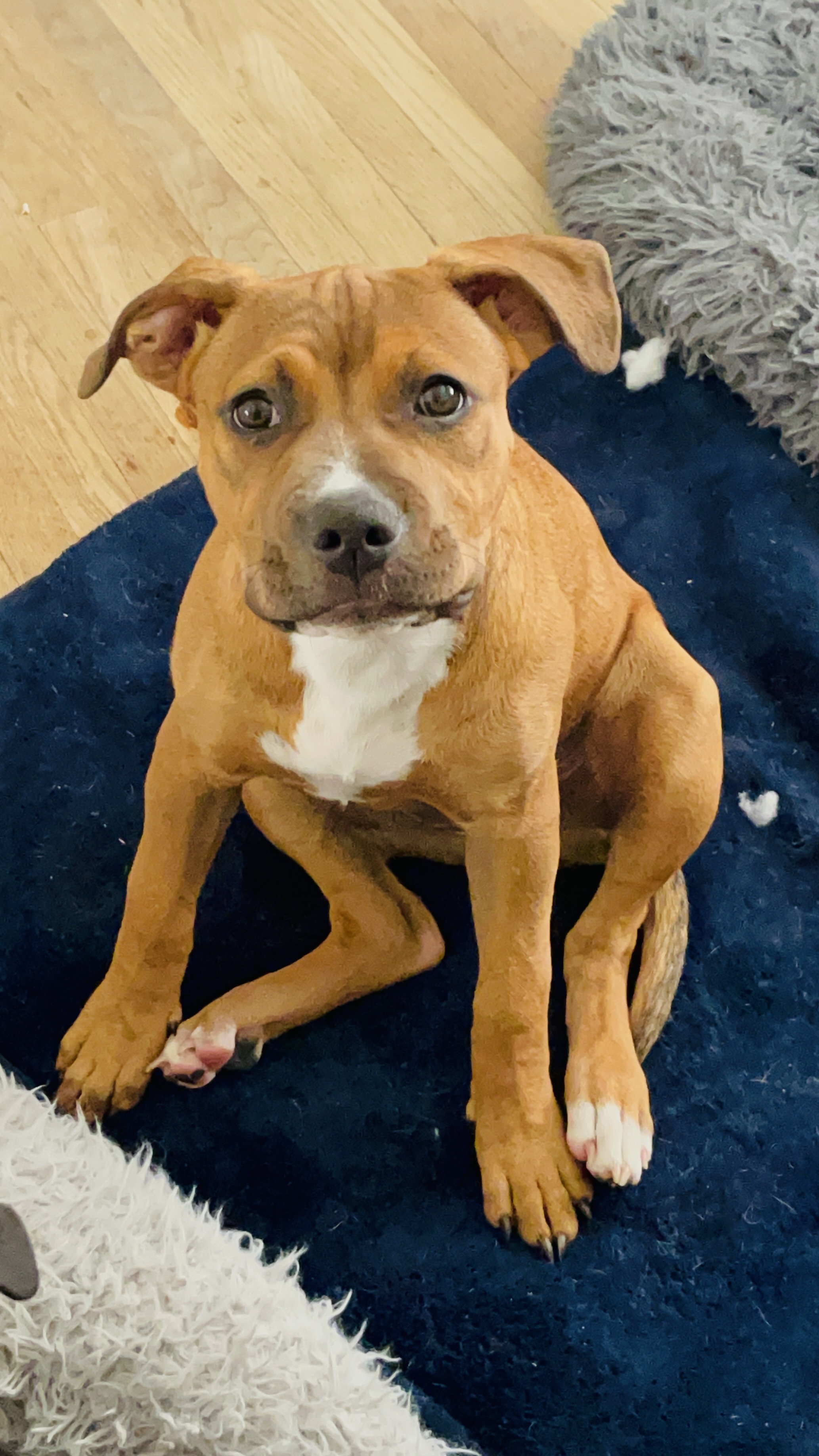 Enlarge Ivy, a Adoptable Pit Bull Terrier in Los Angeles, CA image 2/6