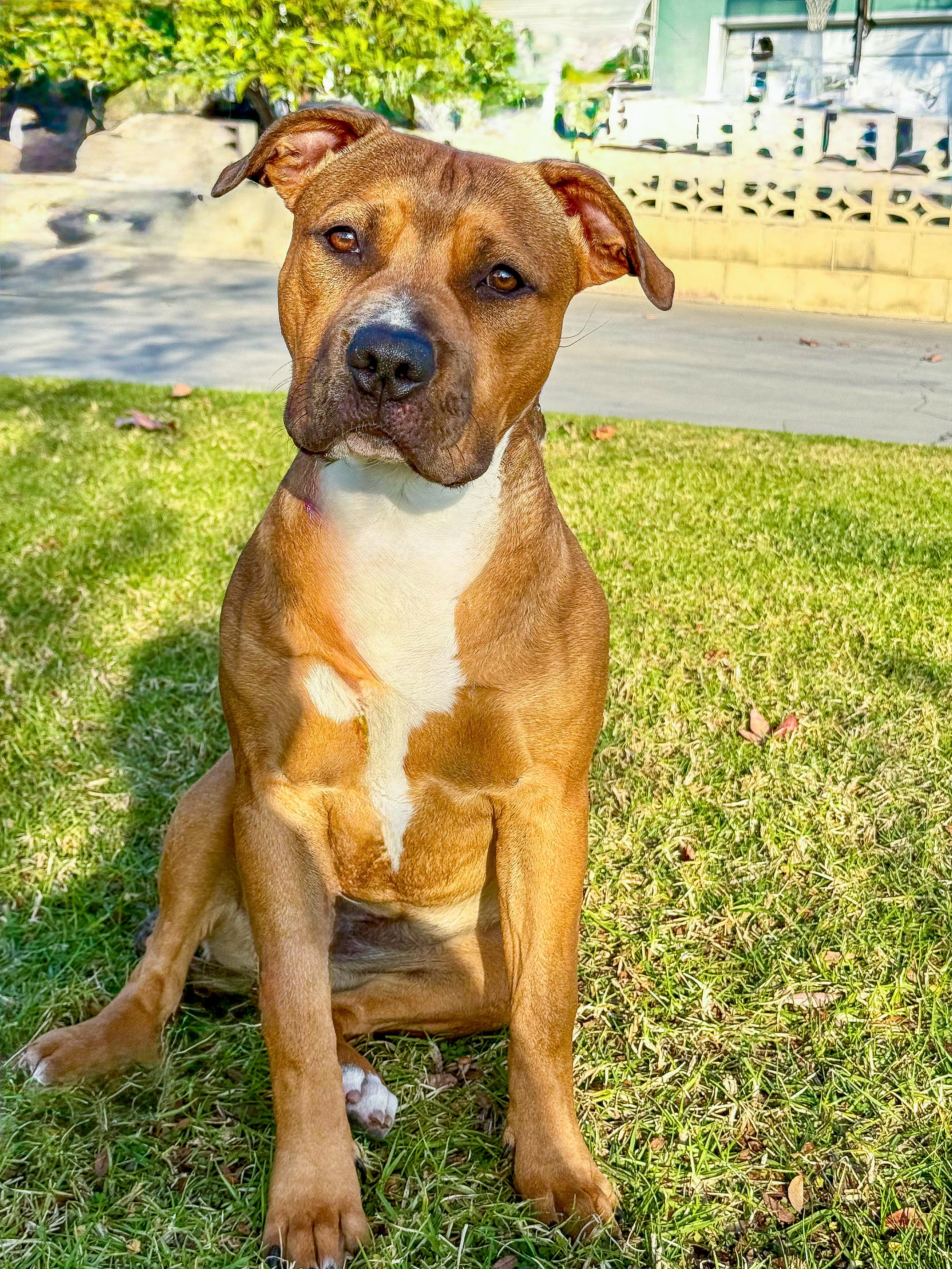 Ivy, Adoptable, Young Female Pit Bull Terrier.