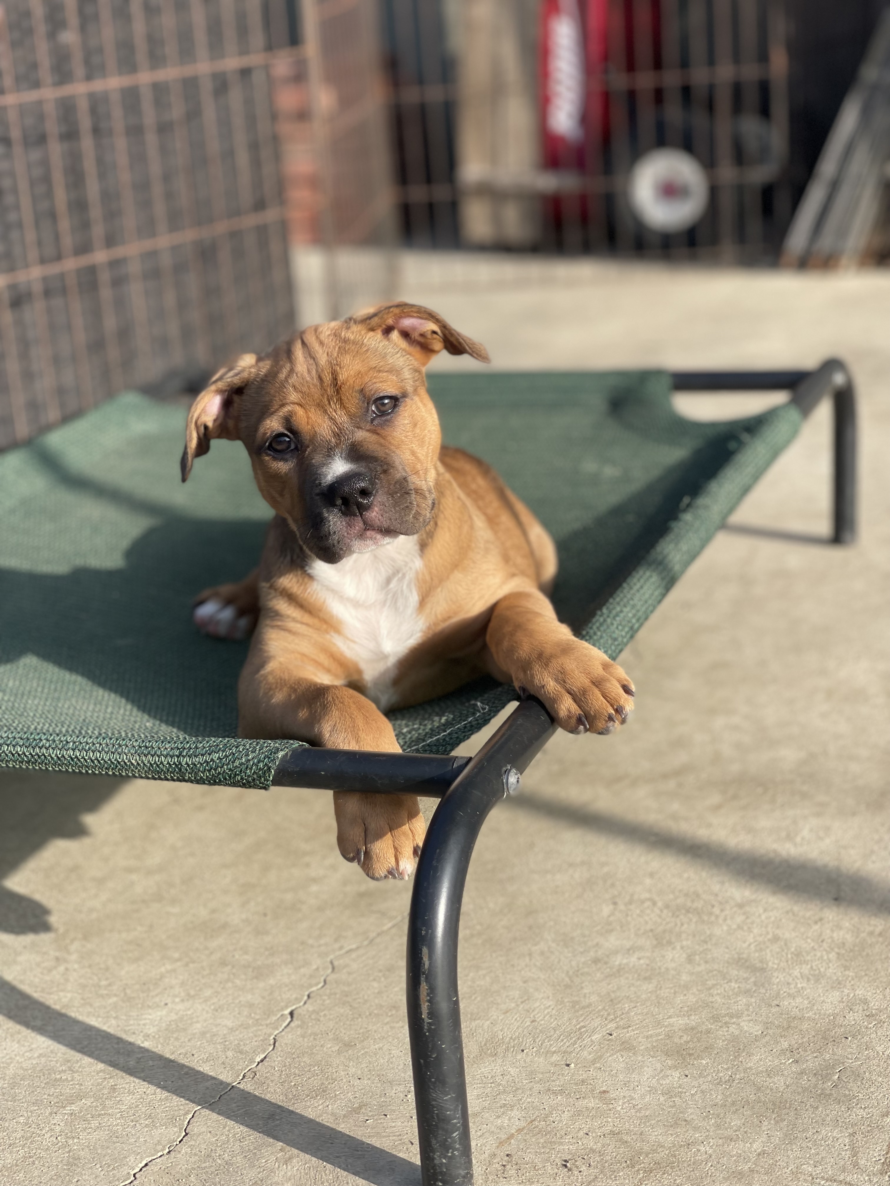 Enlarge Ivy, a Adoptable Pit Bull Terrier in Los Angeles, CA image 3/6