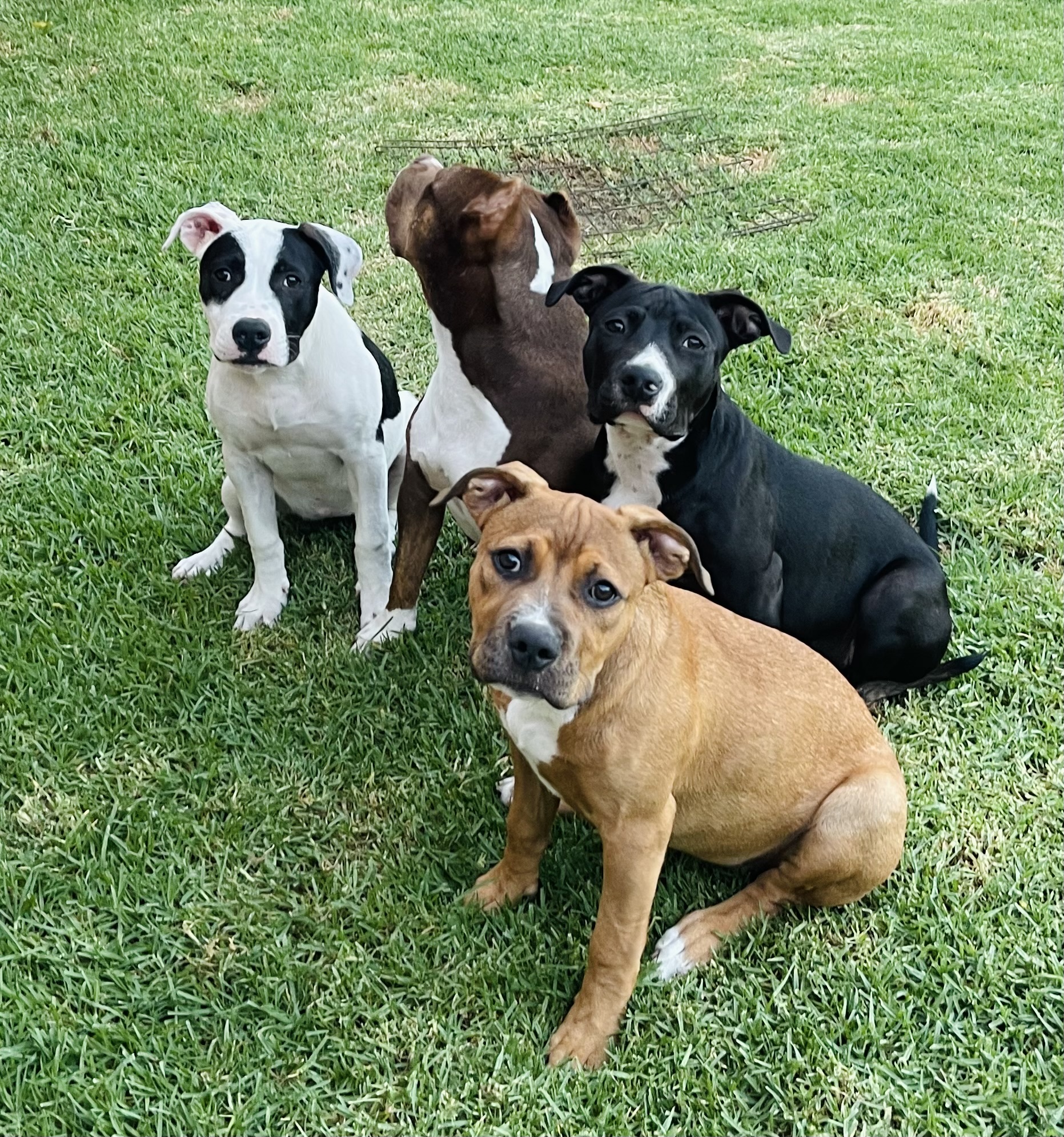 Enlarge Ivy, a Adoptable Pit Bull Terrier in Los Angeles, CA image 4/6
