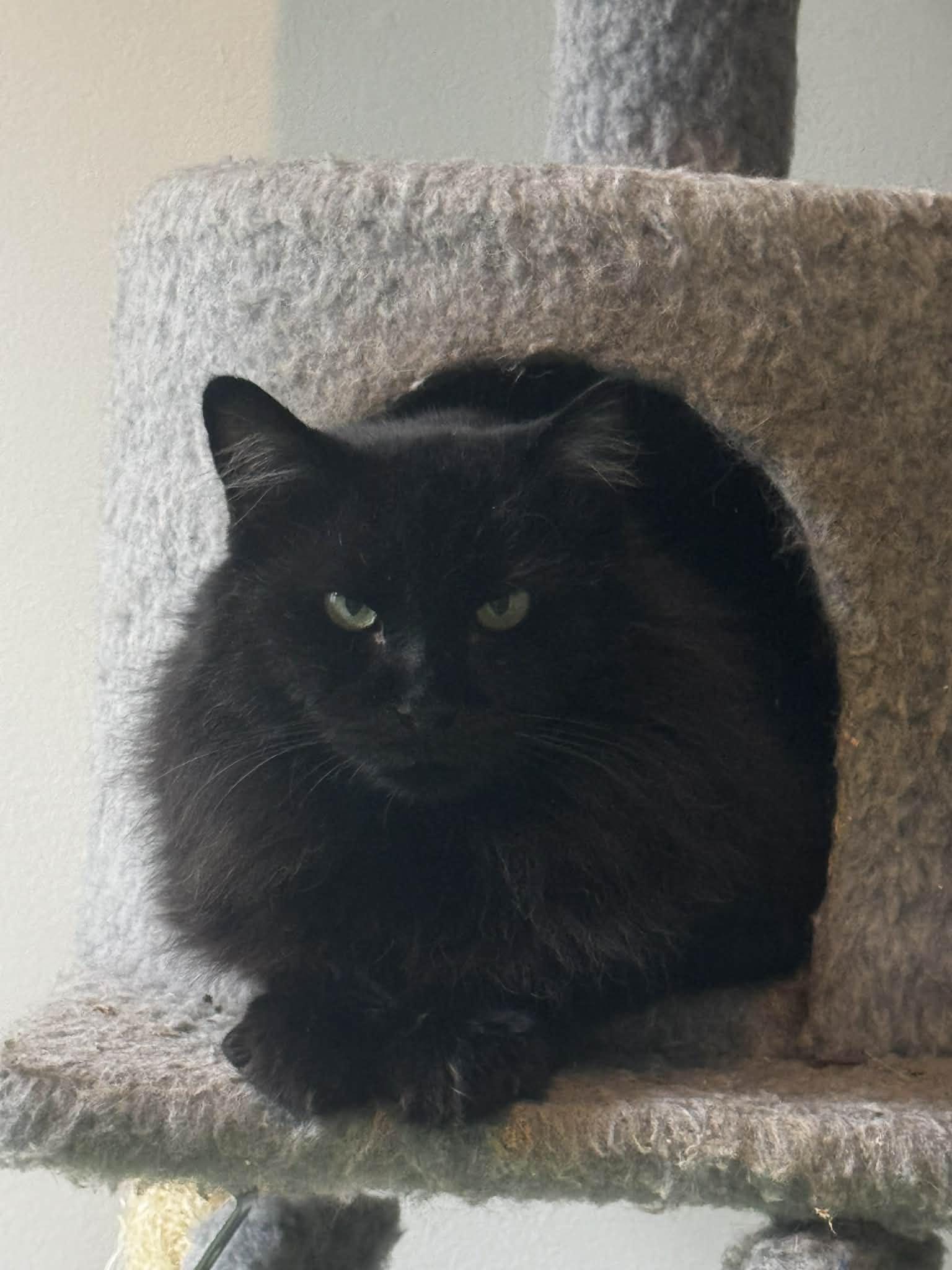 Enlarge Moon , a ADOPTABLE Domestic Long Hair in Charlotte, NC image 5/5