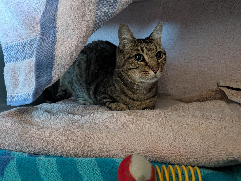 Macy, Adoptable, Senior Female Domestic Short Hair.