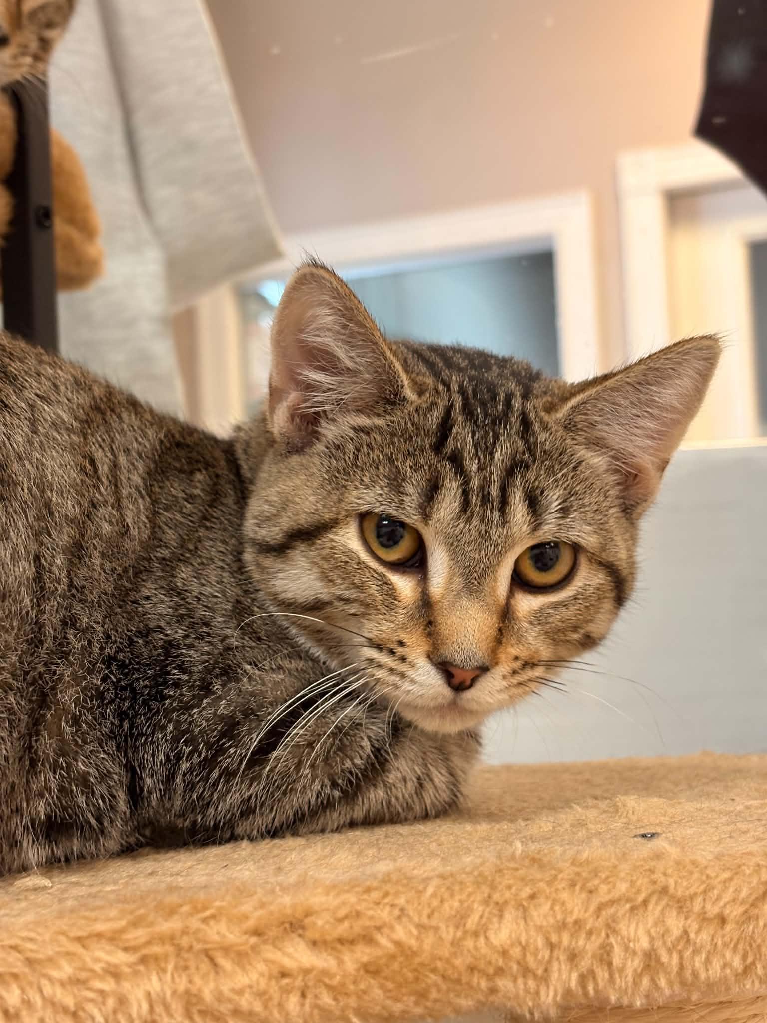 Sauerkraut, Adopted, Young Female Domestic Short Hair.