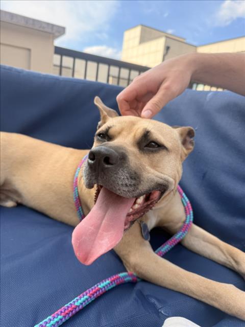 GATOR, Adoptable, Young Male Pit Bull Terrier & Mixed Breed.