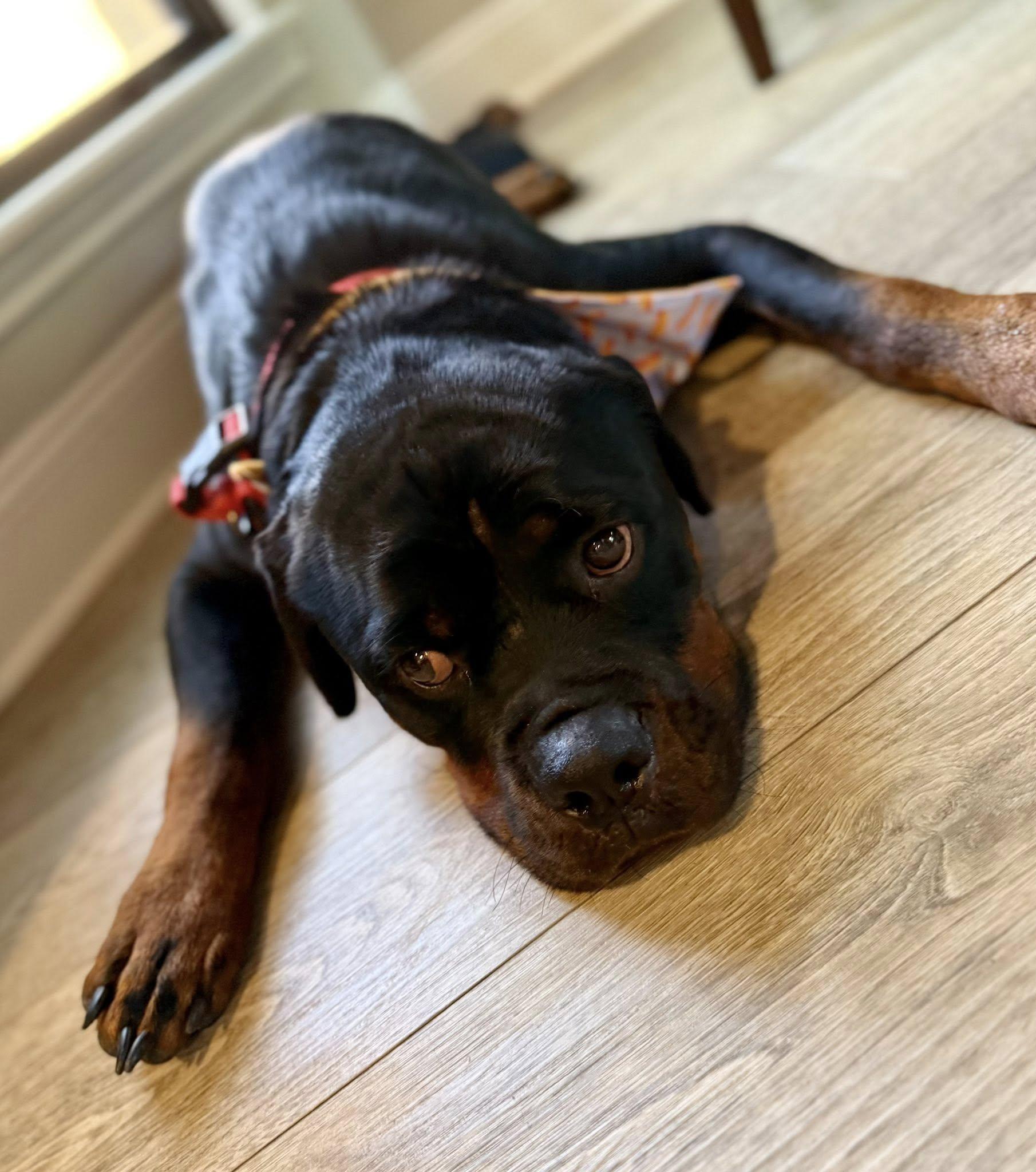 Creed, Adoptable, Young Male Rottweiler.