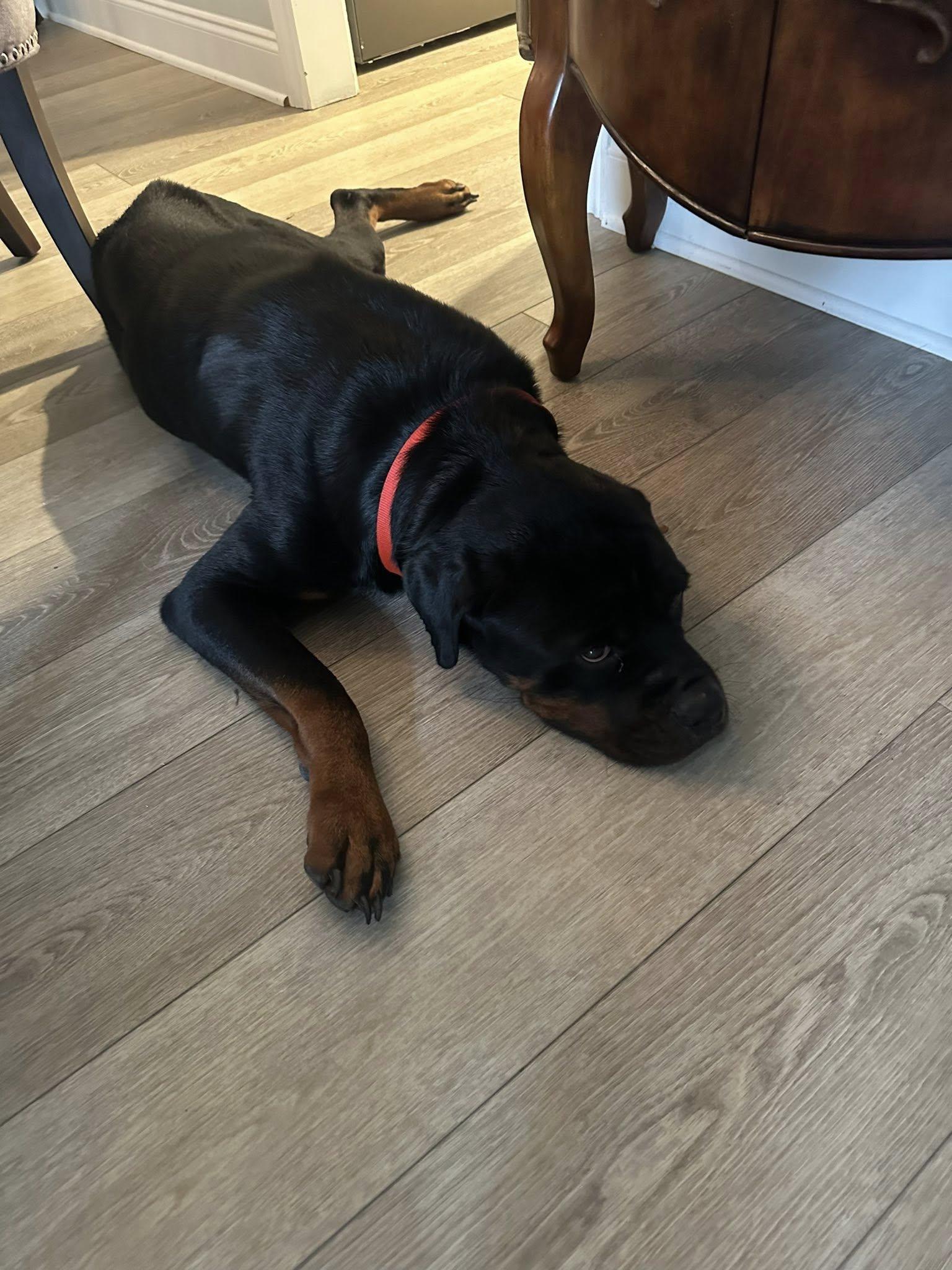 Enlarge Creed, a Adoptable Rottweiler in Polk, OH image 3/5