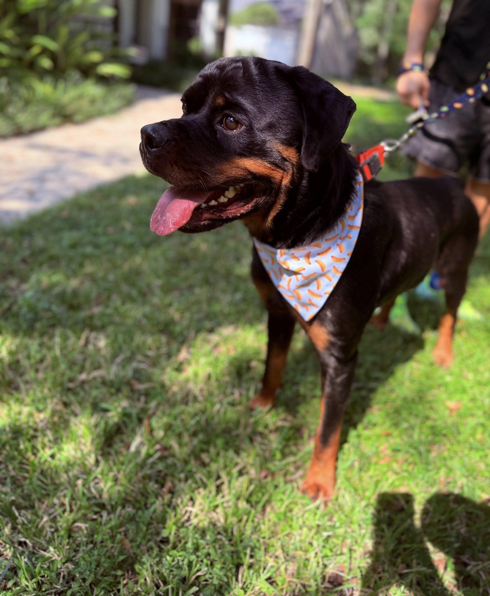 Enlarge Creed, a Adoptable Rottweiler in Polk, OH image 4/5