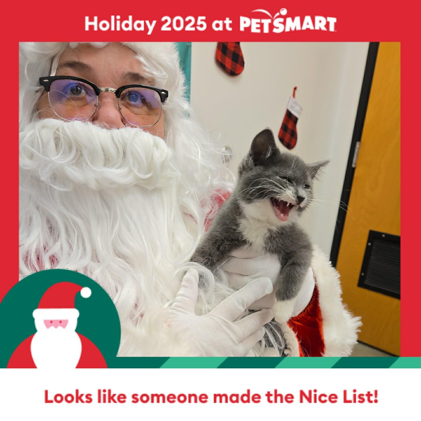 Hot Rod, a Adopted Domestic Short Hair in Camden, SC image 1/2