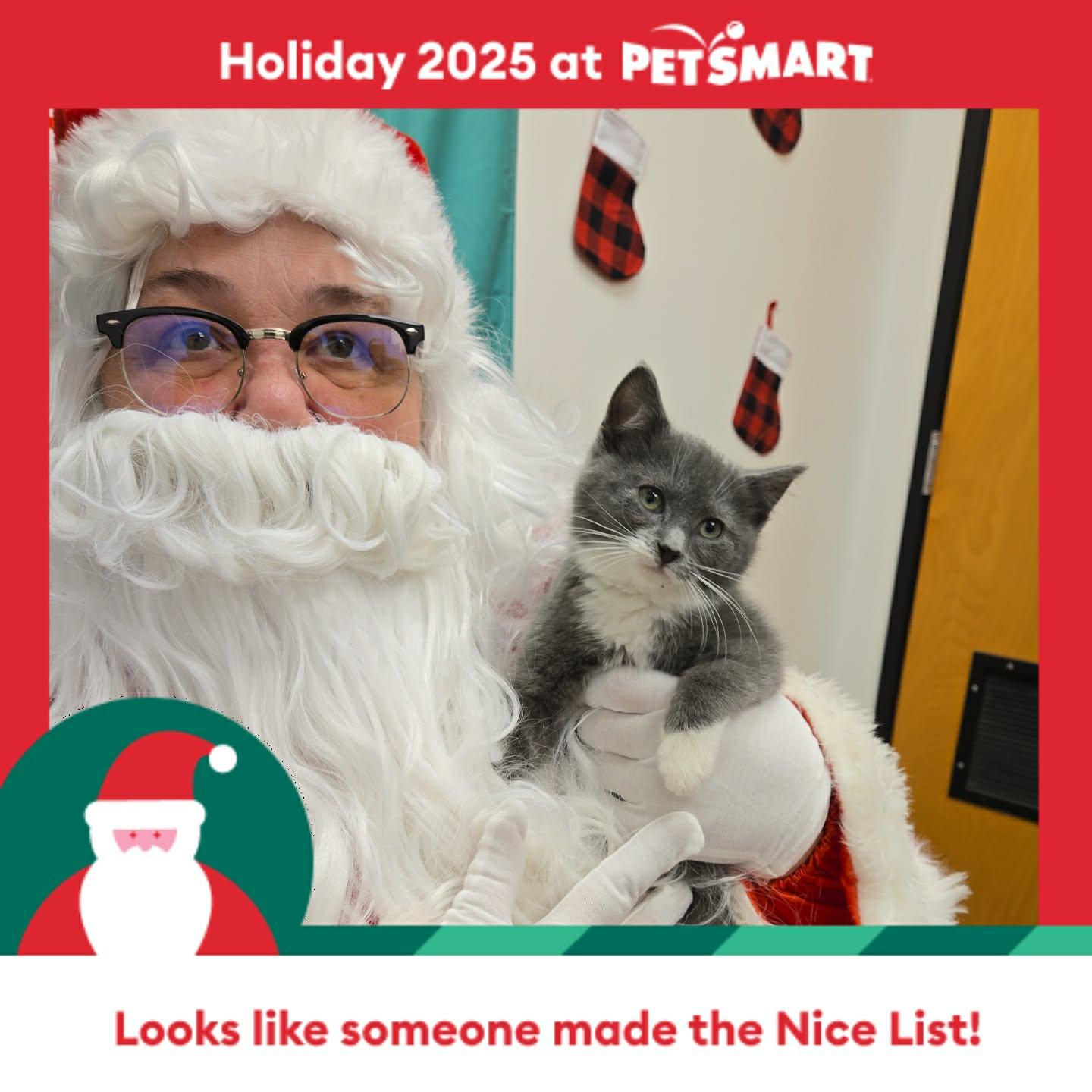 Hot Rod, a Adopted Domestic Short Hair in Camden, SC image 2/2