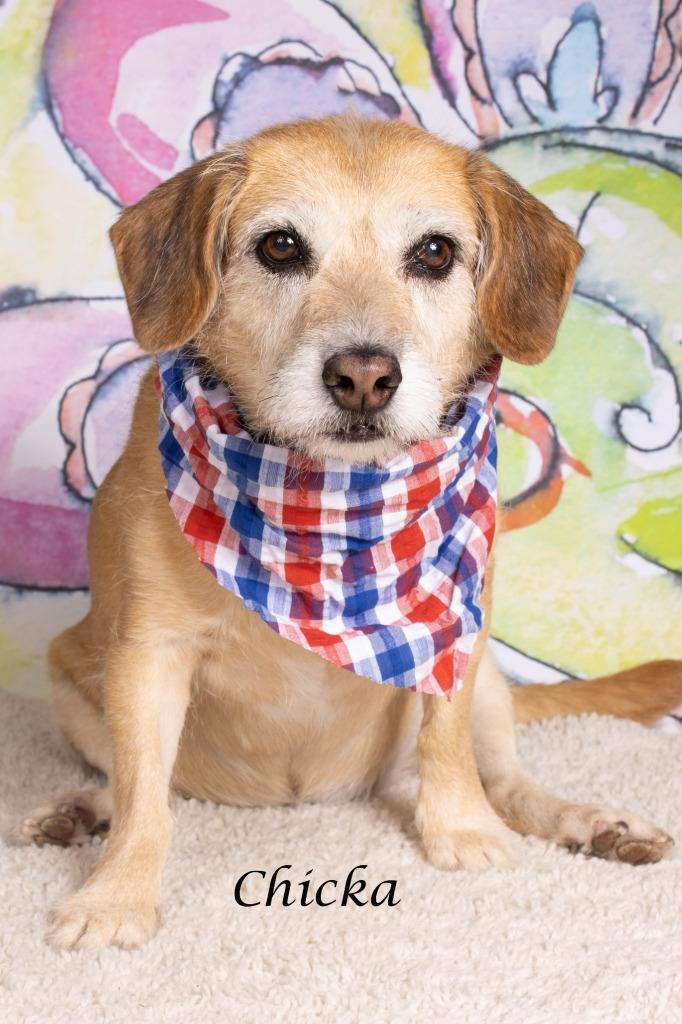 Chicka (now Willow), Adoptable, Senior Female Terrier.